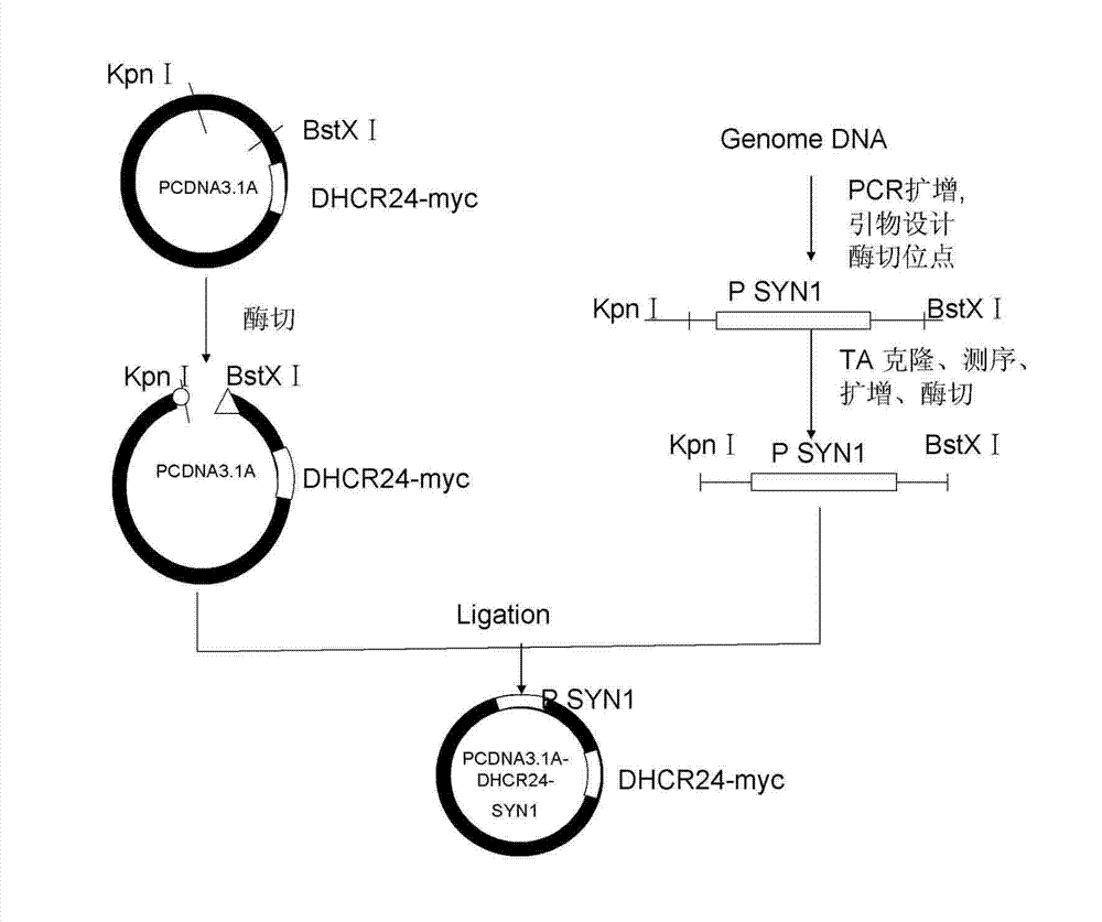 24-dehydrocholesterol reductase coded recombinant adenoviruses specifically expressed in tissue