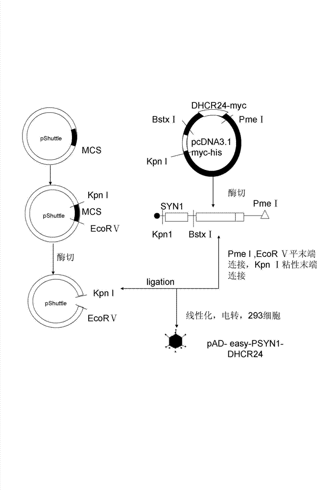 24-dehydrocholesterol reductase coded recombinant adenoviruses specifically expressed in tissue