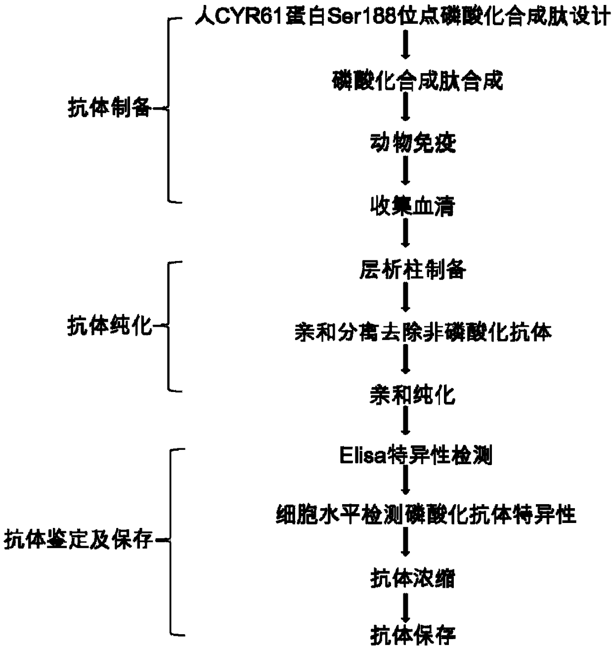 Human CYR61 protein Ser188 site phosphorylation antigen, antibody and preparation method and application thereof