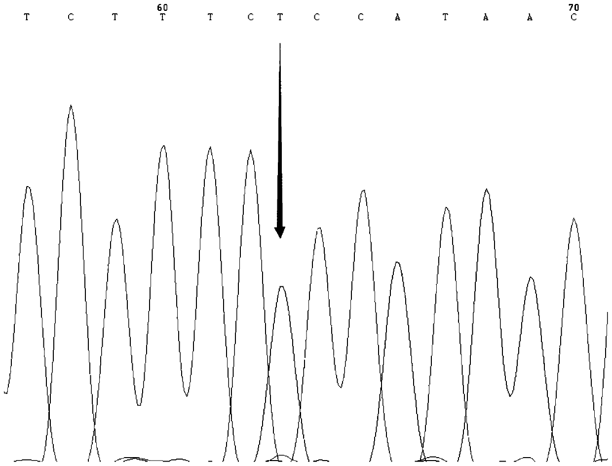 SNP molecular marker for distinguishing Takifugu fasciatus Zhongyang No. 1 from common Takifugu fasciatus and application of SNP molecular marker