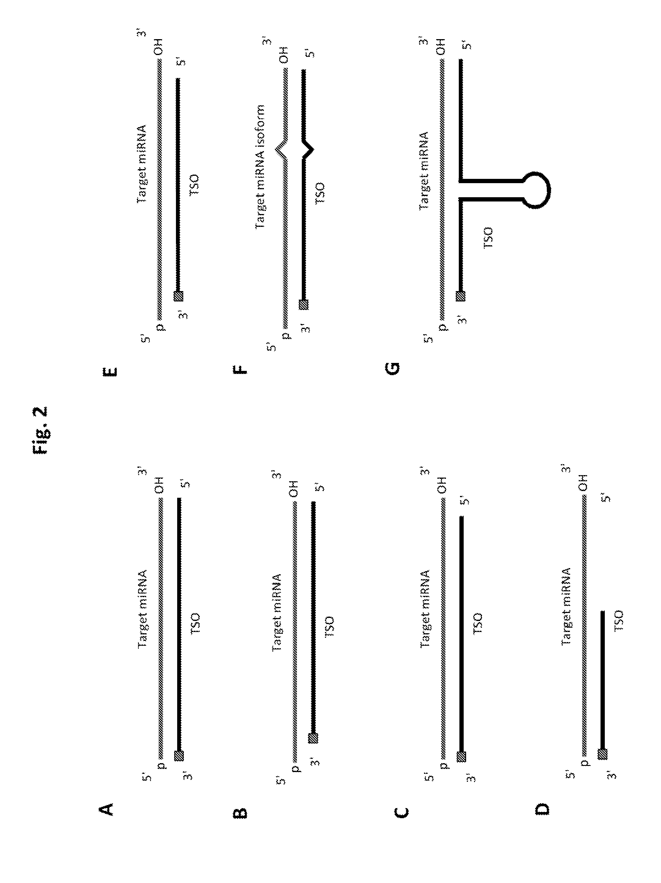 Methods of constructing small RNA libraries and their use for expression profiling of target rnas