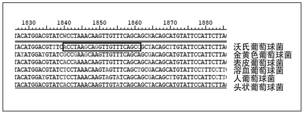 A kind of test kit for Staphylococcus wauserii detection