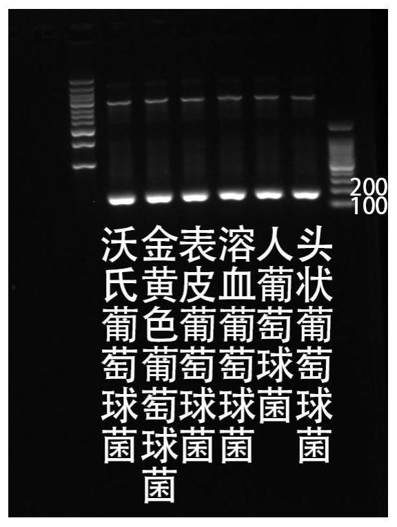 A kind of test kit for Staphylococcus wauserii detection