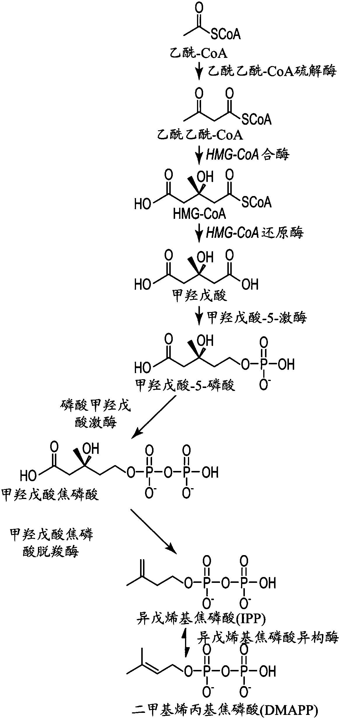 Fermentation methods for producing steviol glycosides with multi-phase feeding