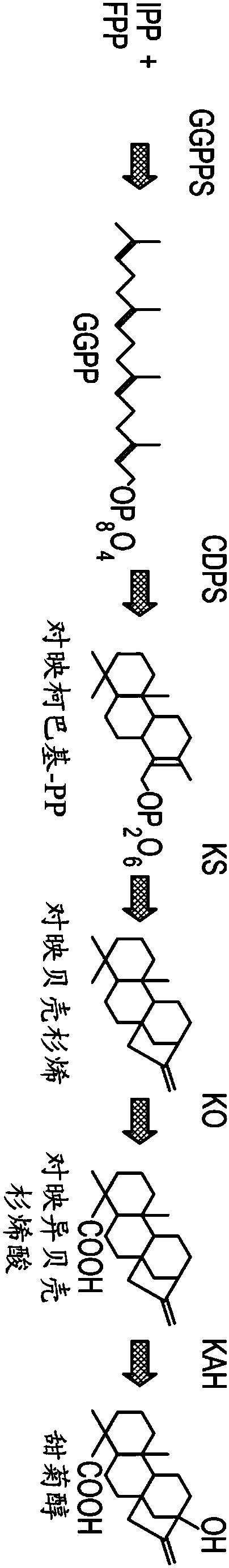 Fermentation methods for producing steviol glycosides with multi-phase feeding