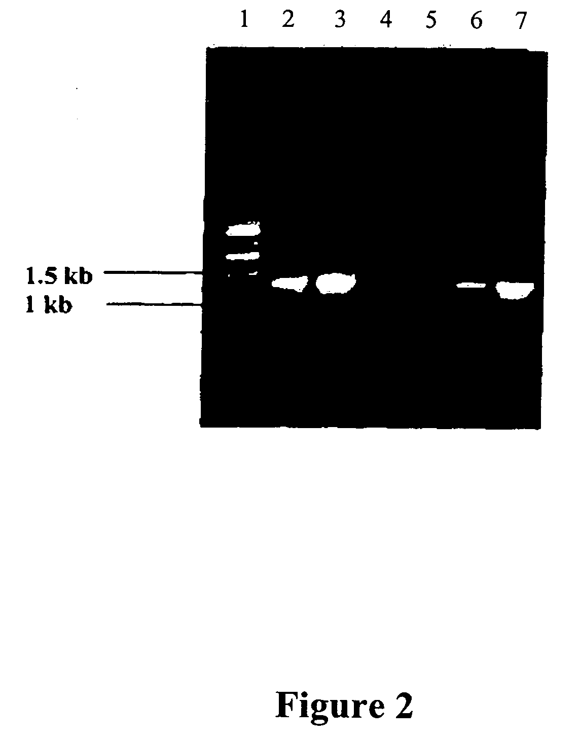 Oligonucleotide primers of SEQ ID NOs. 1 to 21 and a process for detection of a parasite Salmonella using oligonucleotide primers