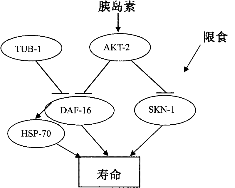 Application of ligusticum chuanxiong hort or extract thereof in preparing anti-aging products