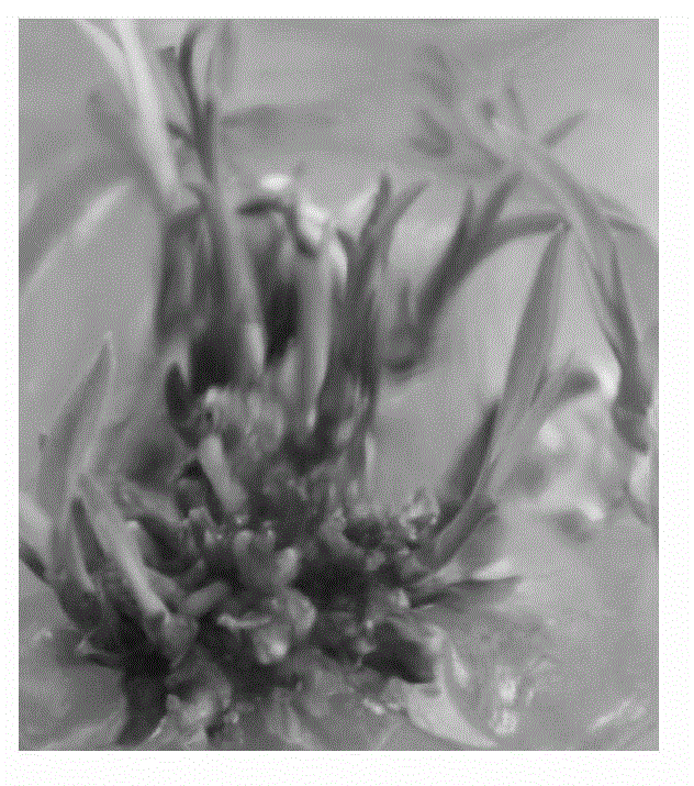 Method for rapidly breeding hybrid orchid by root, as well as culture medium