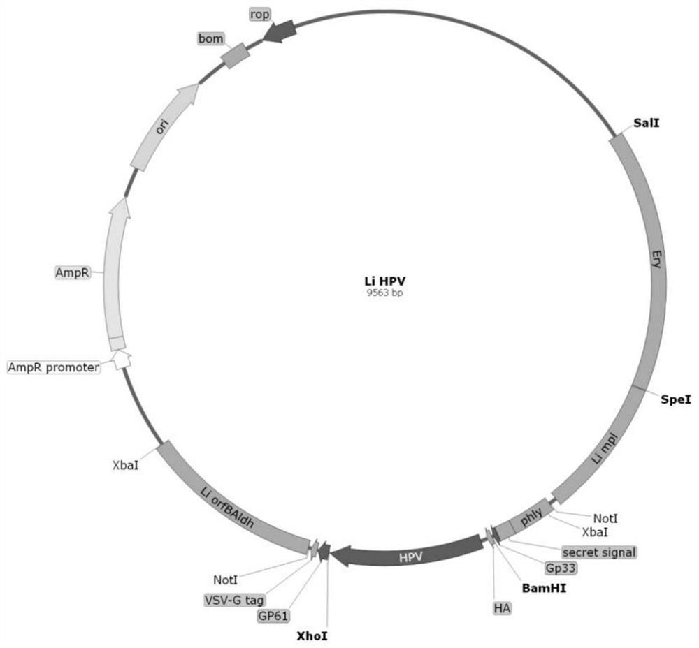 Therapeutic vaccine for cervical cancer based on recombinant attenuated Listeria ovis