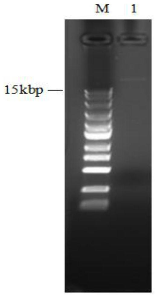 Therapeutic vaccine for cervical cancer based on recombinant attenuated Listeria ovis