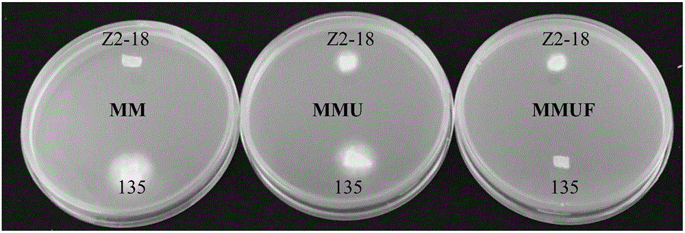 Method for protecting lentinus edodes strain through uracil auxotroph