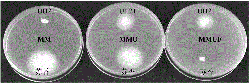 Method for protecting lentinus edodes strain through uracil auxotroph