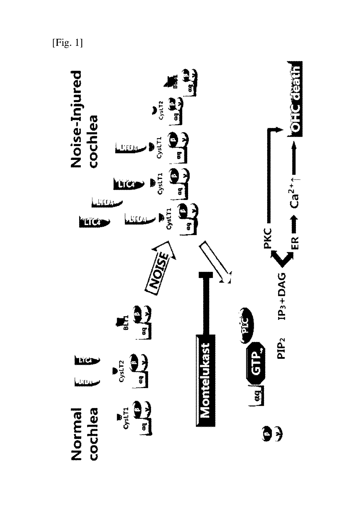 Pharmaceutical composition for treating or preventing sensorineural hearing loss, containing cysteinyl leukotriene receptor antagonist and ginkgo leaf extract