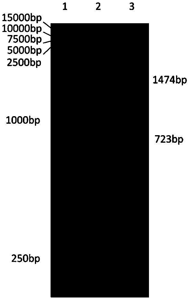 Chimeric antigen receptor targeting CD5 and application thereof