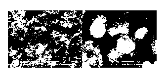 Porous silicon negative material of lithium ion battery and preparation method and application of material