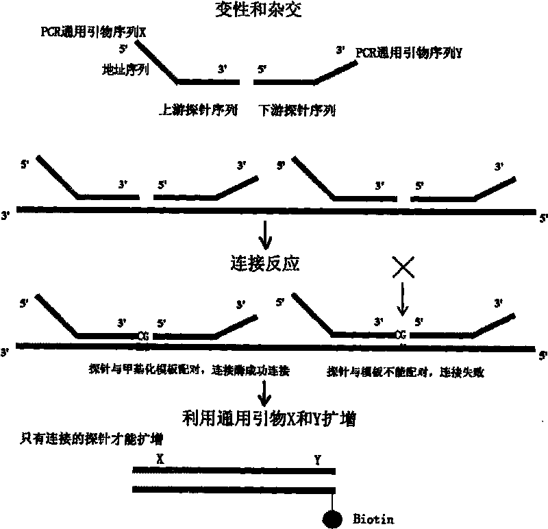 Method of simultaneously testing multiple gene DNA methylation and application thereof