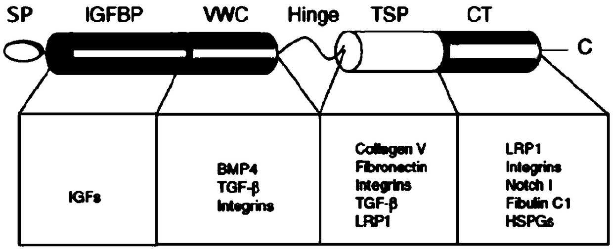 Human CYR61 protein Ser167 locus phosphorylated antigen and antibody, as well as preparation methods and application thereof