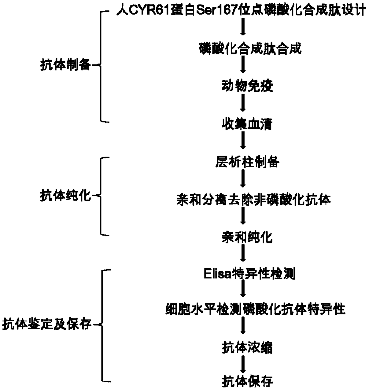 Human CYR61 protein Ser167 locus phosphorylated antigen and antibody, as well as preparation methods and application thereof