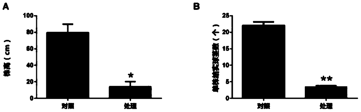 Novel efficient comprehensive chemical prevention and treatment method for rice field weed sagittaria trifolia