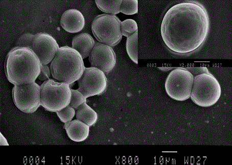 Controllable emulsifying preparation method of PLGA micro-nano carriers of different scales