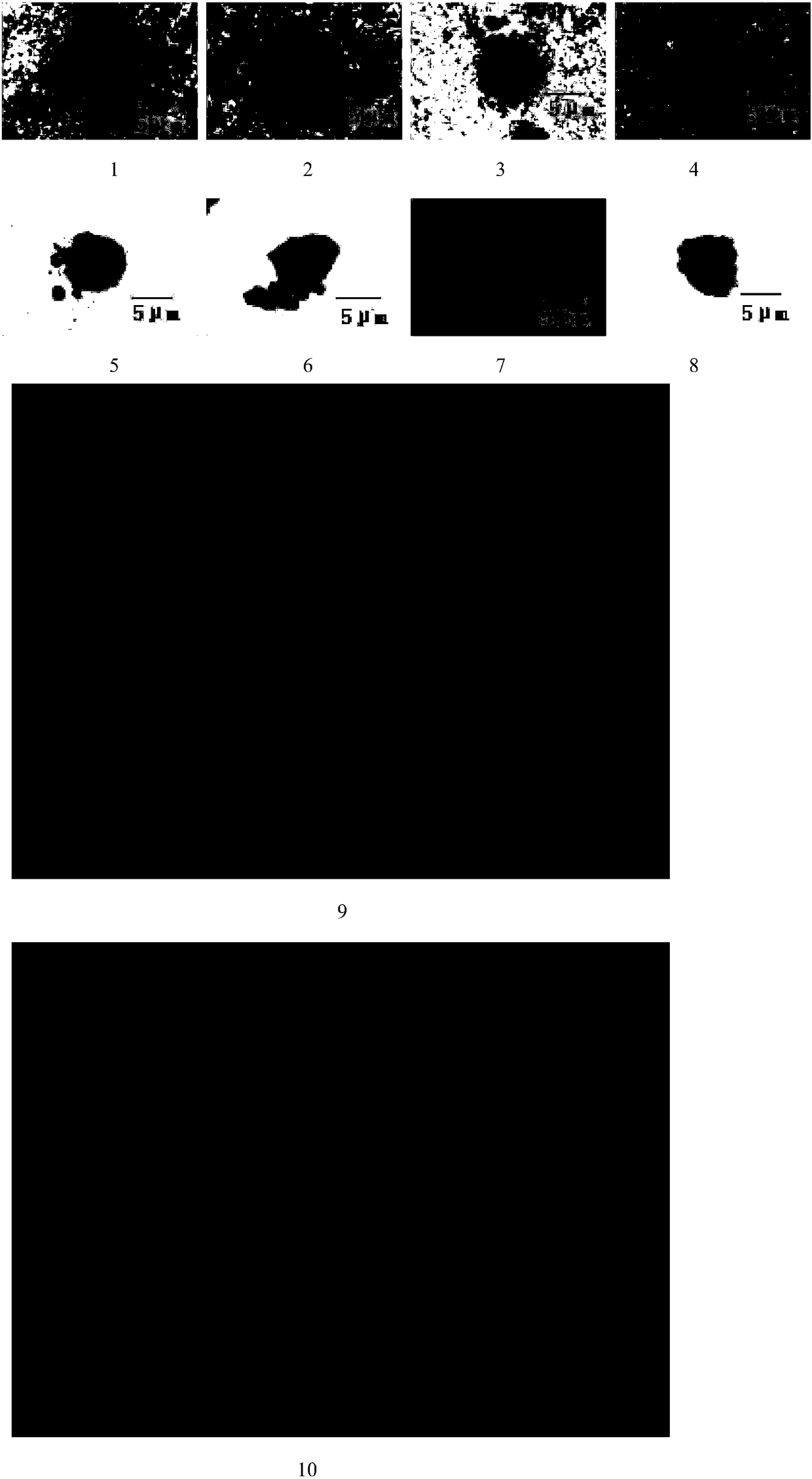 A method for characterizing microbe phagocytosis by pomfret macrophages