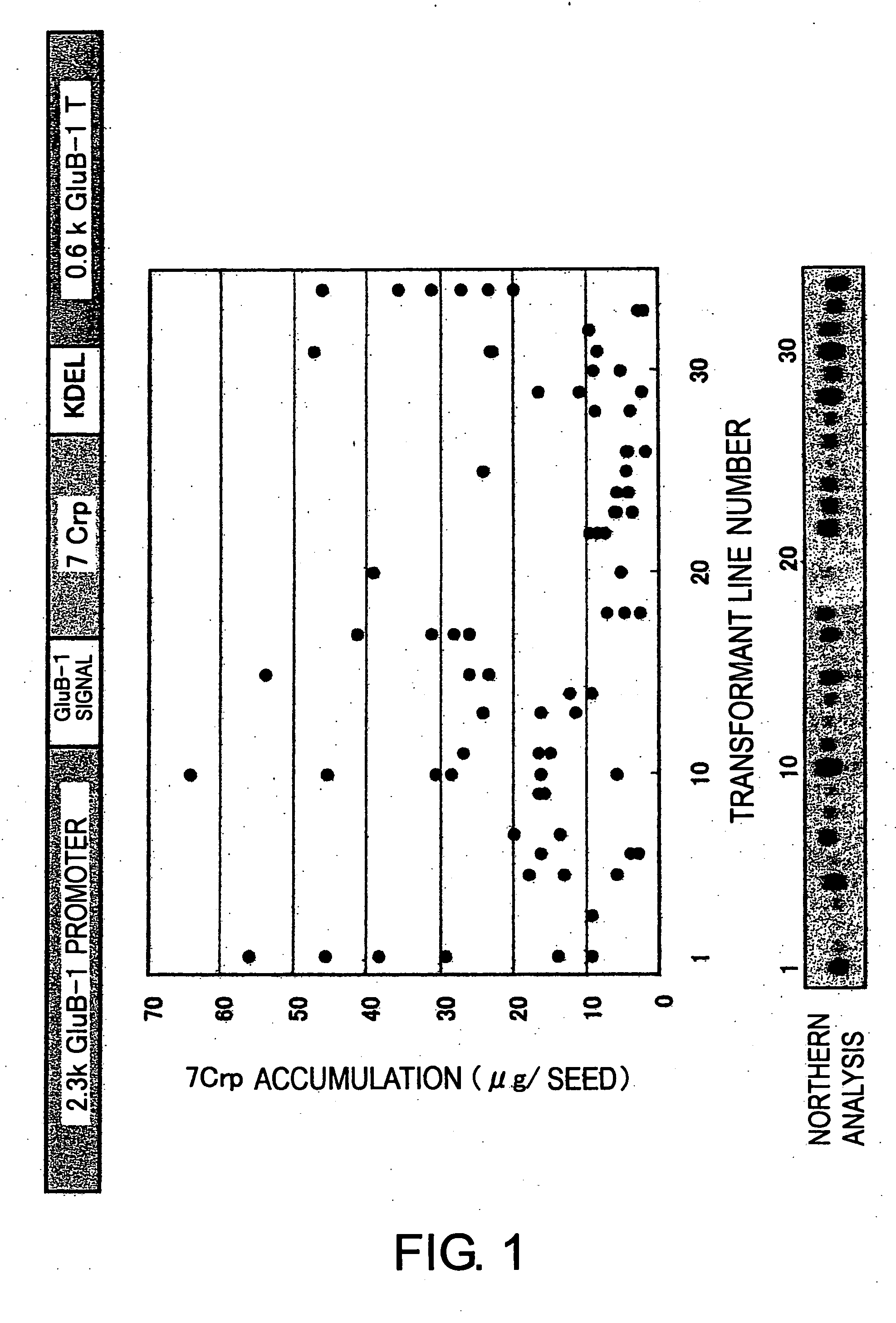 Method of accumulating allergen-specific t cell antigen determinant in plant and plant having the antigen determinant accumulated therein