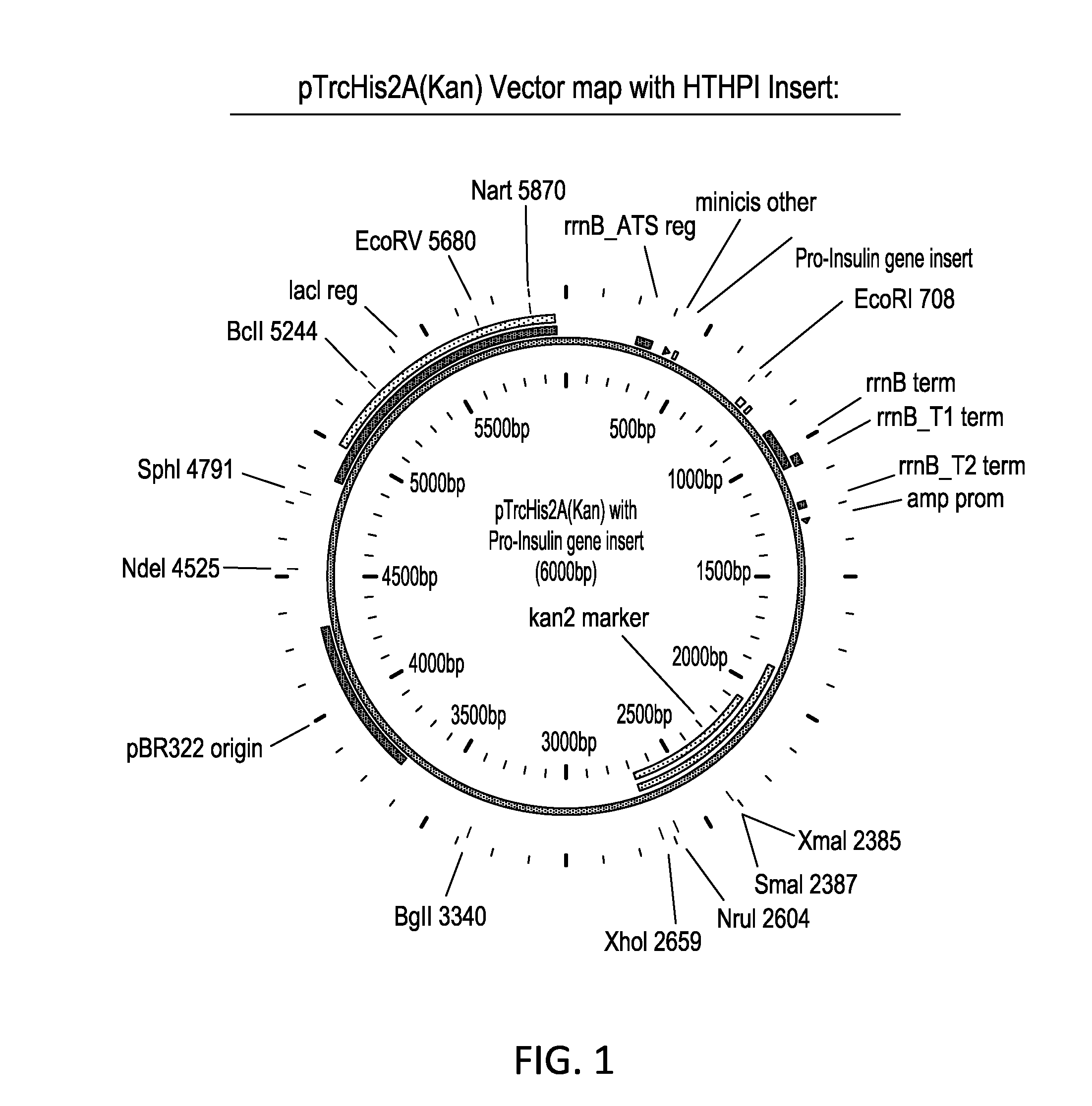 Liquid insulin compositions and methods of making the same