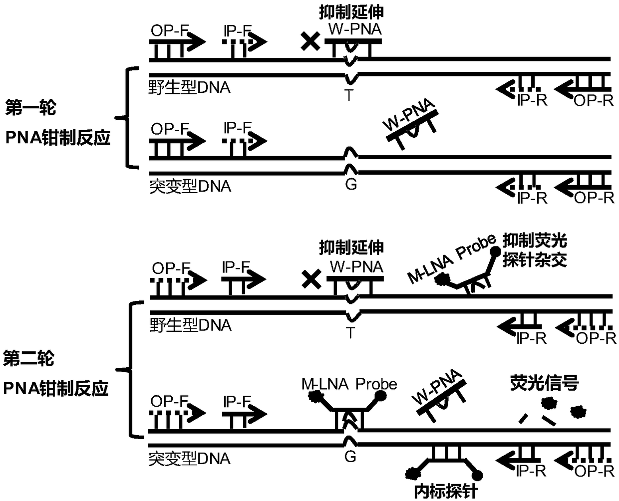 Quantitative detection method of DNA point mutation