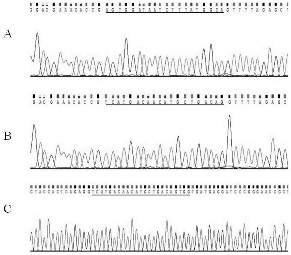 GRNA primer for targeted knockout of ATG5 gene, expression system, cell strain and construction method