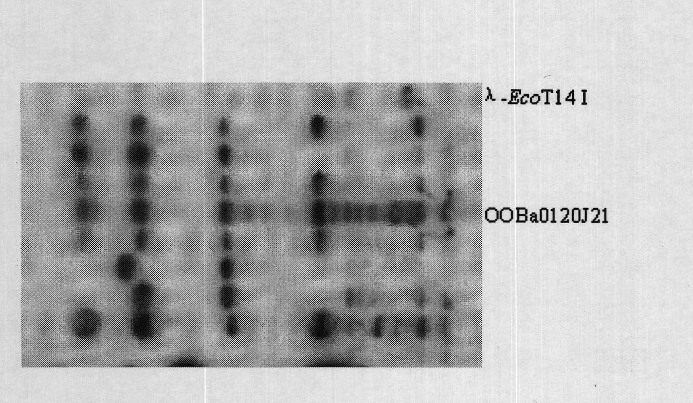 Oryza officinalis anti-Xanthomonas oryzae major gene Xa3/Xa26-2 and application for improving disease resistance of rice thereof