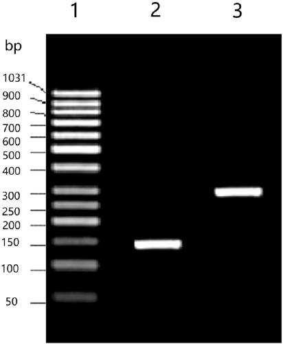 Rapid detection kit for breast cancer susceptibility genes and detection method thereof