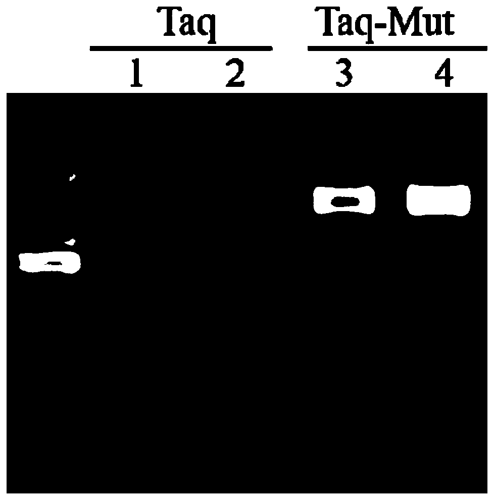 Tolerance-improved mutant Taq DNA polymerase as well as preparation method and application thereof