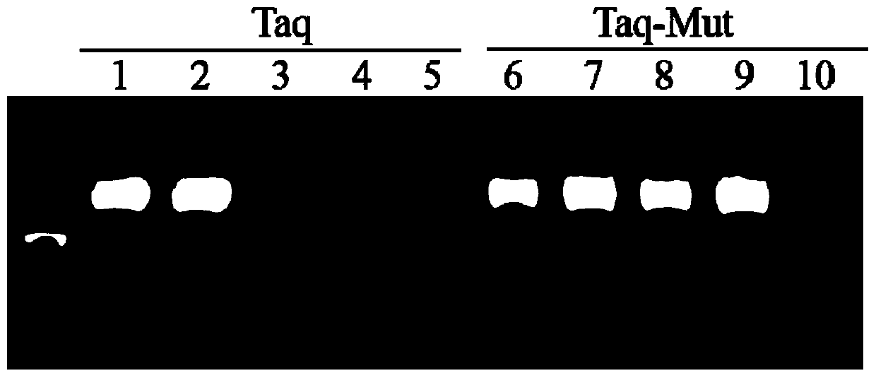 Tolerance-improved mutant Taq DNA polymerase as well as preparation method and application thereof