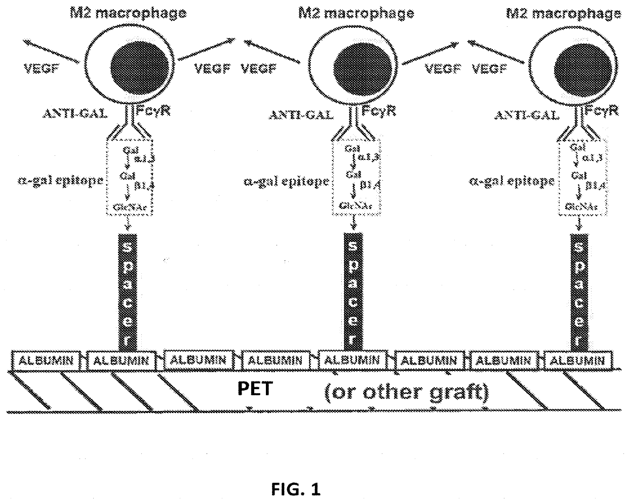 Methods for Enhanced Endothelialization of Implanted Material