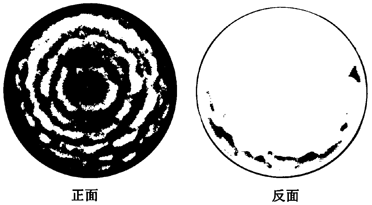 Atractylodes macrocephala endophytic fungus and application thereof in preventing and treating root rot of atractylodes macrocephala