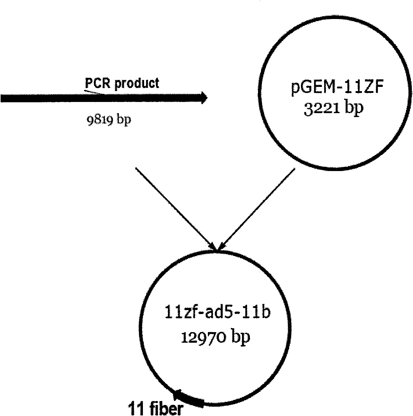 Construction method of three-target mosaic type oncolytic adenovirus Ad5/F11 carrier and use thereof