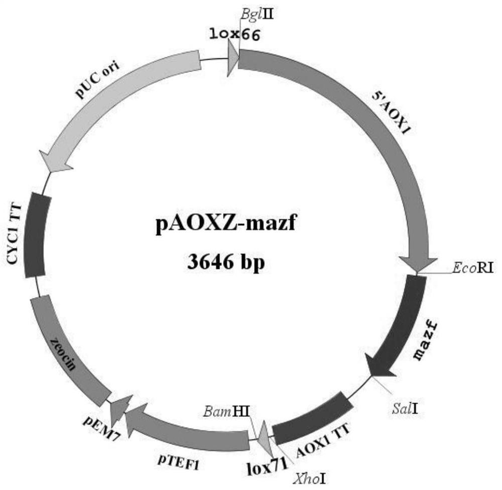 Pichia pastoris gene knockout and resistance gene recovery vector and its construction method and application