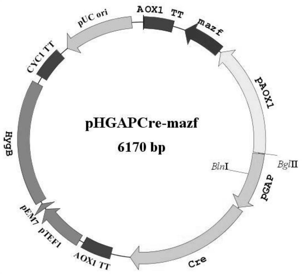 Pichia pastoris gene knockout and resistance gene recovery vector and its construction method and application