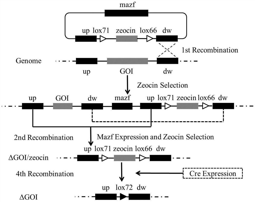 Pichia pastoris gene knockout and resistance gene recovery vector and its construction method and application