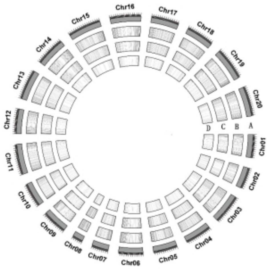 InDel marker based on peanut genome, primer combination and application