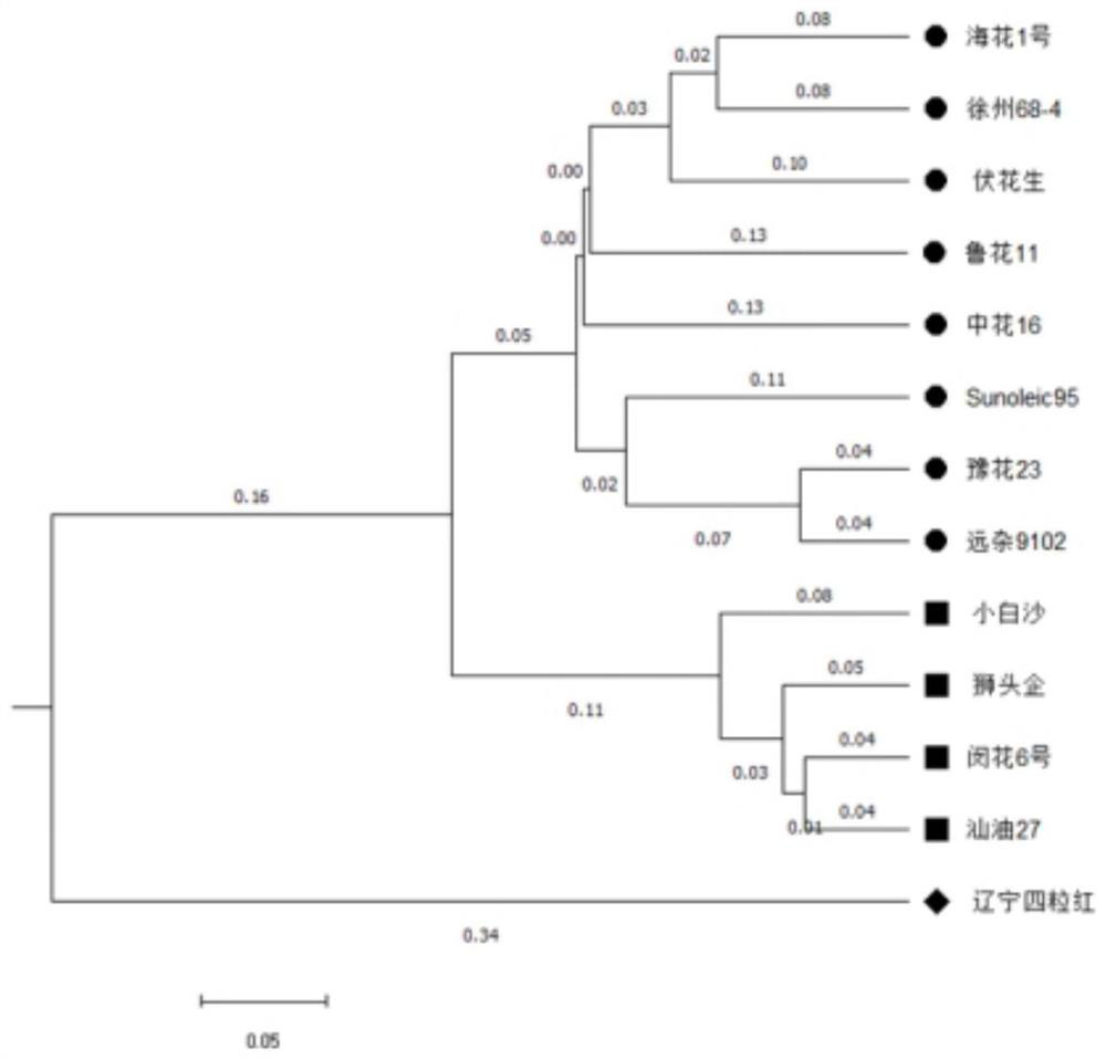 InDel marker based on peanut genome, primer combination and application