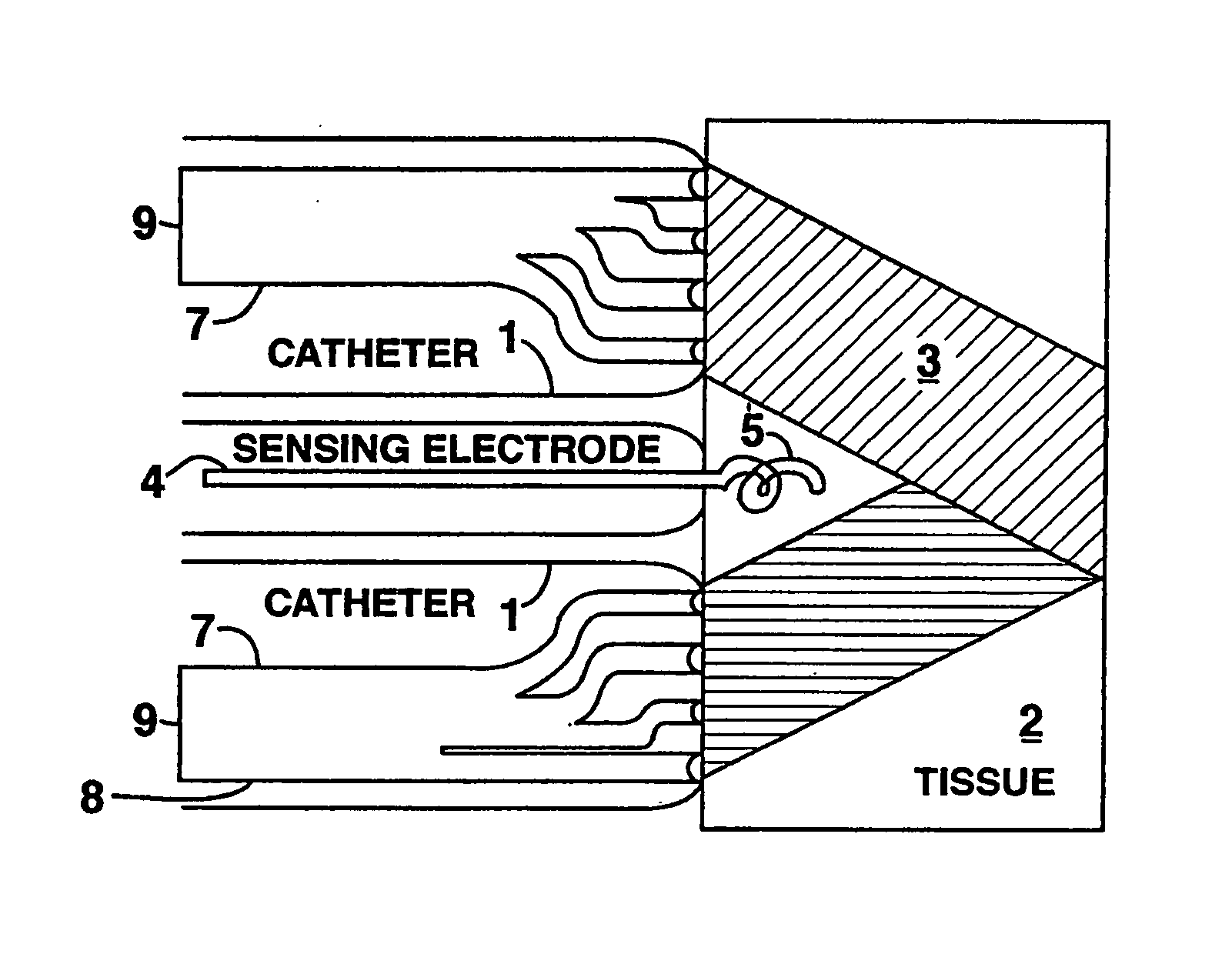 Method and device to form a sensor using isolated cardiomyocytes