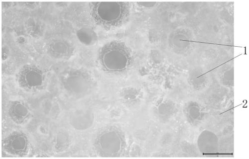 Polyvinyl alcohol sponge with high elongation and preparation method thereof