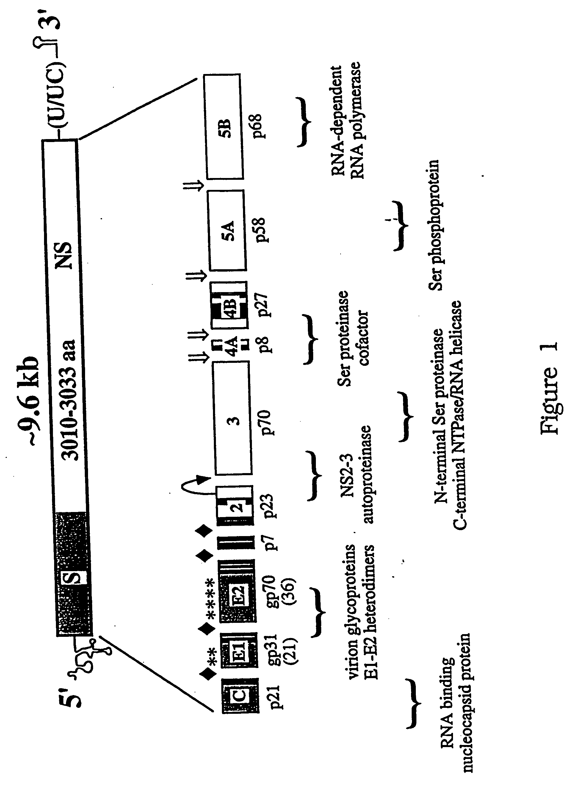 HCV variants