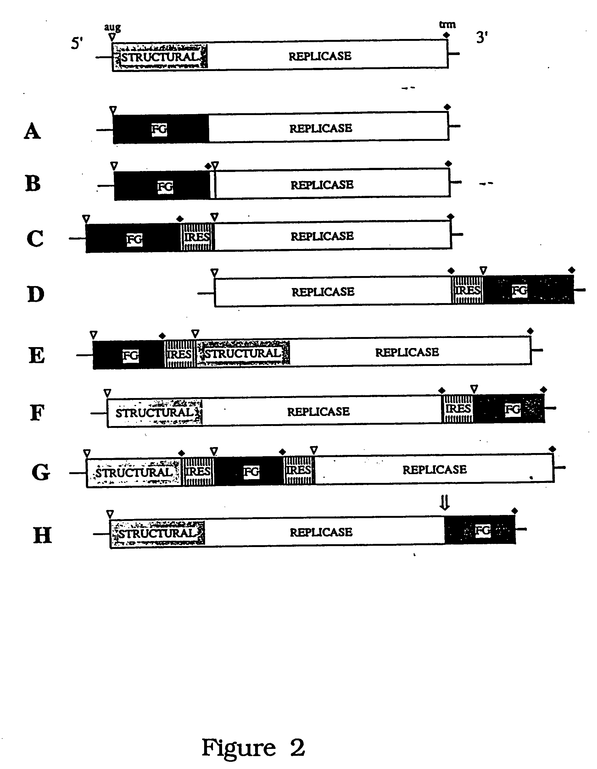 HCV variants