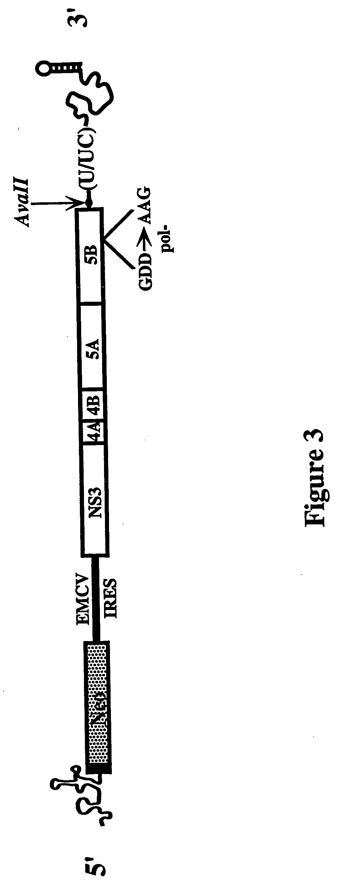 HCV variants