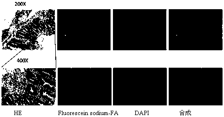 A kind of fluorescent conjugated compound and its application