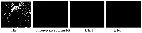 A kind of fluorescent conjugated compound and its application