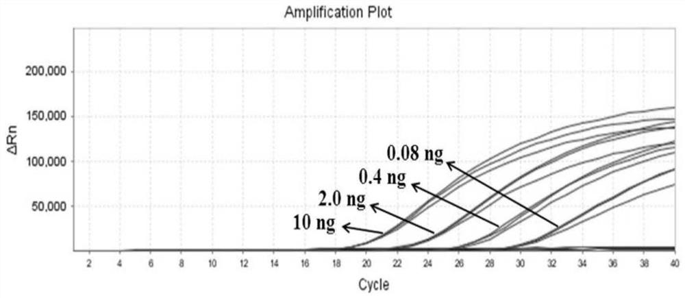 Fluorescent PCR detection kit and its application to identify three kinds of medicinal Dendrobium in Pharmacopoeia