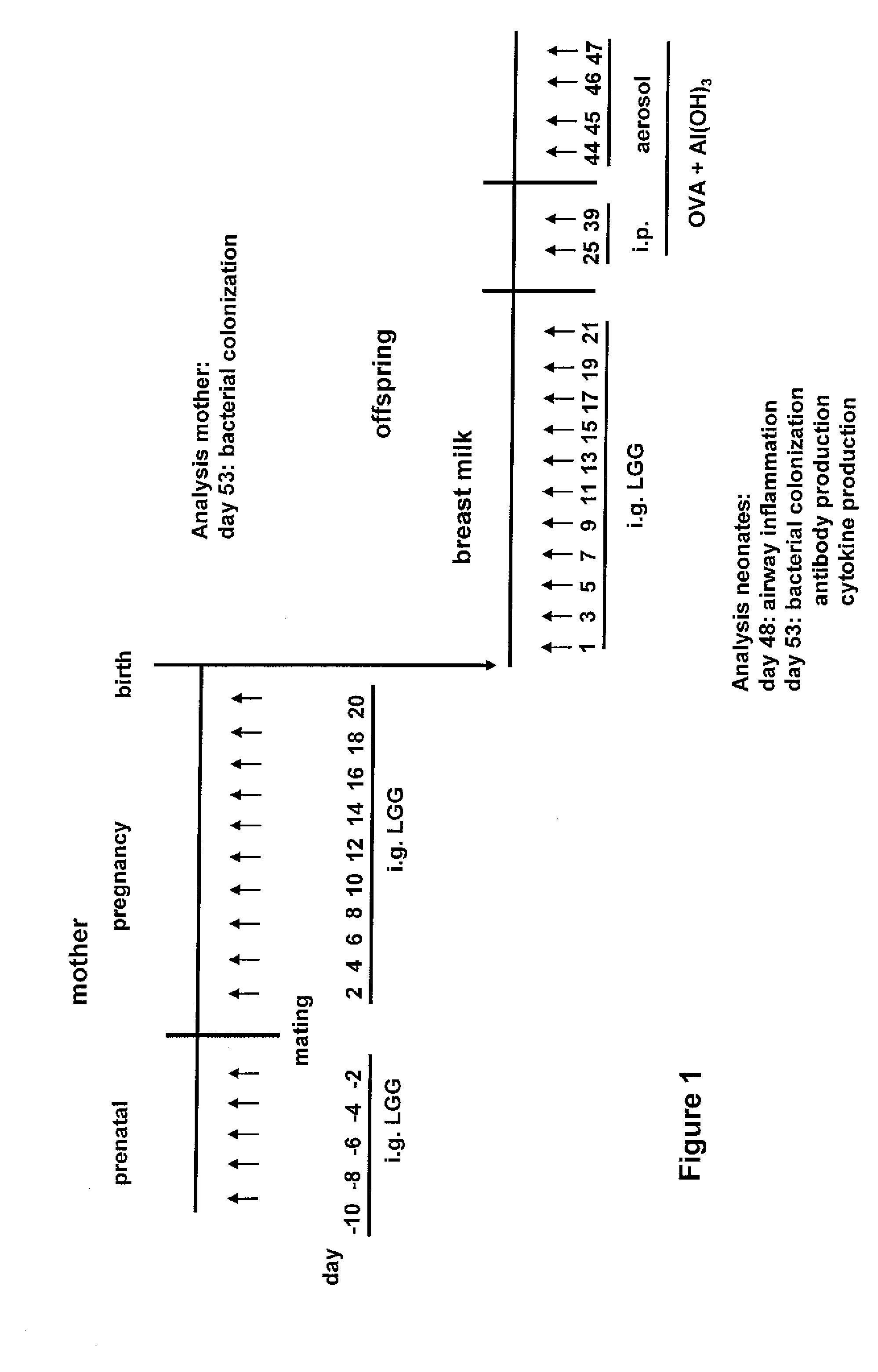 Method for preventing or treating the development of respiratory allergies